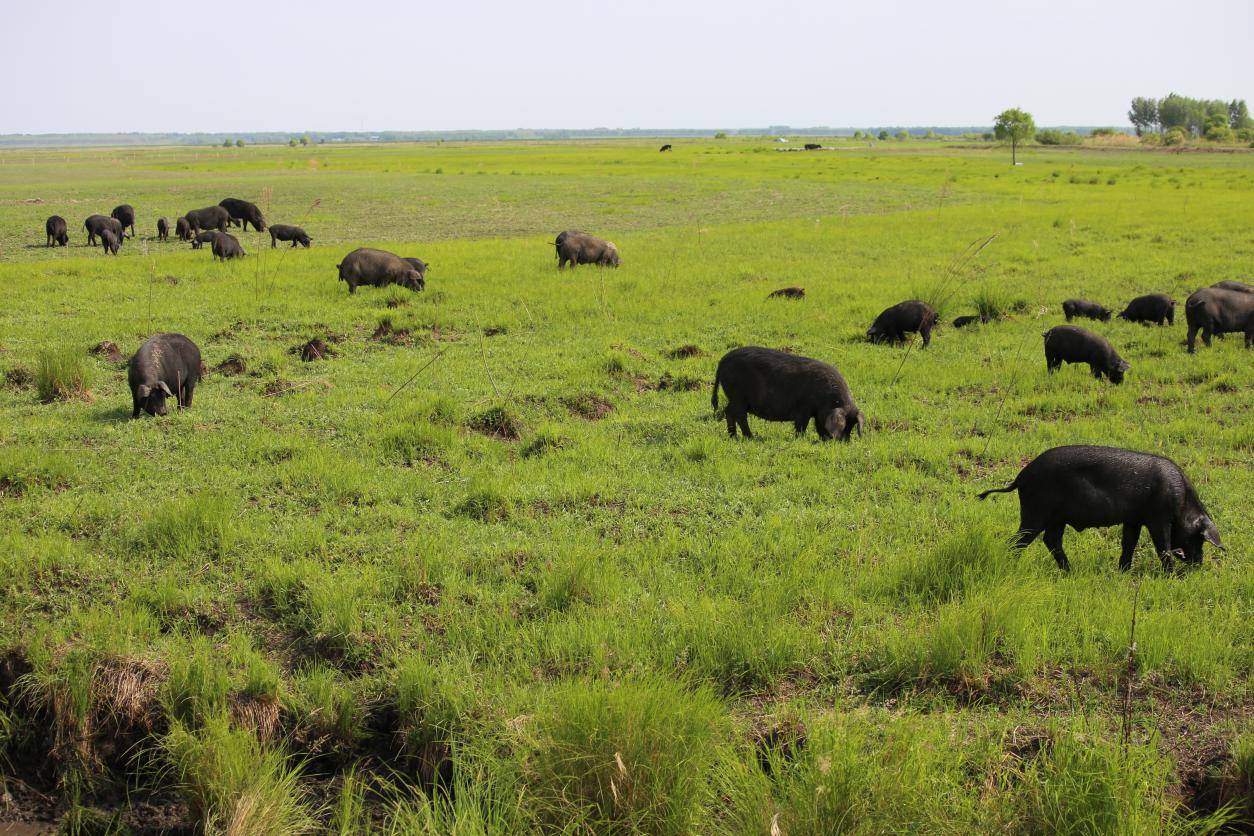 黑龙江依安:野猪"拱"出乡村振兴致富路_养殖业_发展_合心村