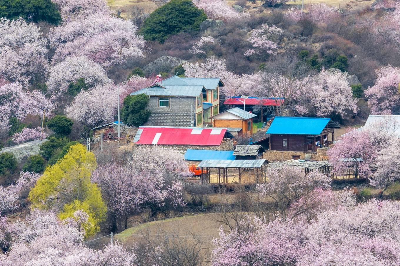谢红注册制 玉许乡的桃花盛花期_波密_海拔_林芝
