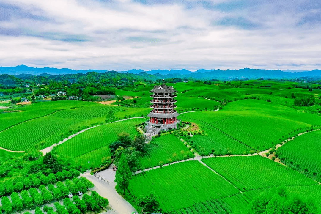 湄潭茶园,一场茶文化之旅_茶叶_生产_自然