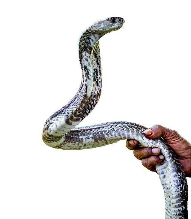 一般是反面代表的象征,虽然也是十二生肖,但是毒蛇心肠也是不好,看到