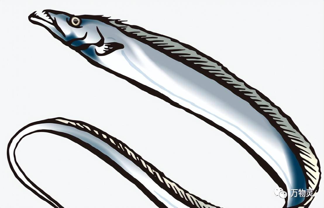 其实带鱼还没出水,就会"自爆"一次_捕捞_现象_压力