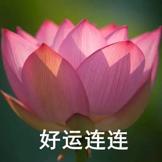 各地荷花如何争奇斗艳在《荷塘月色》的bgm下接下来// 大明湖并蒂莲