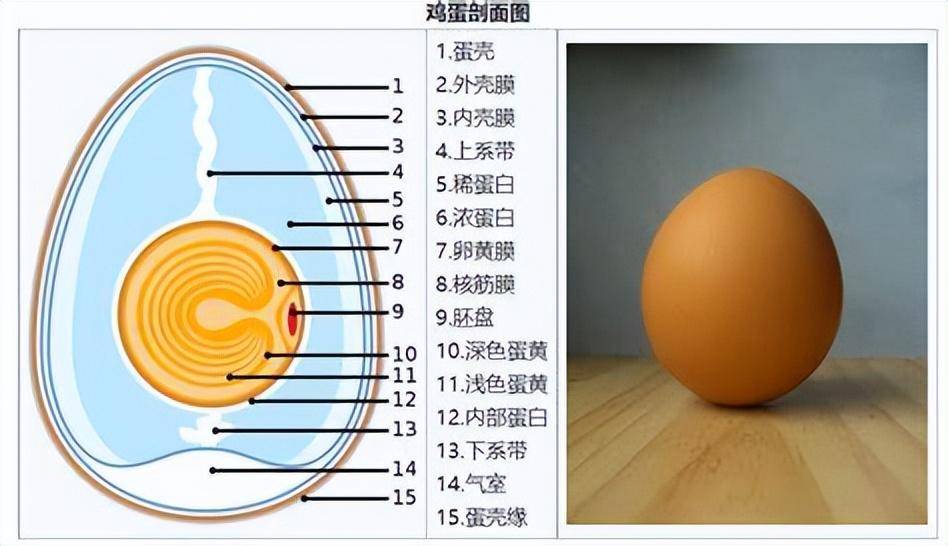 鸡卵的模型图片