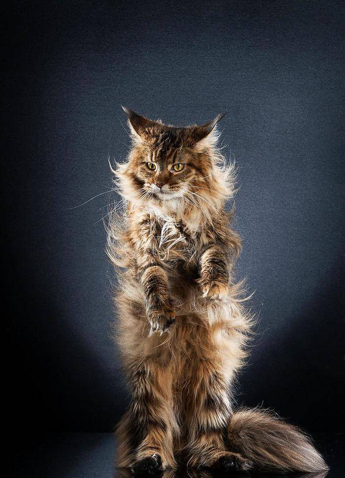 喵星人已经会直立行走,那离称霸地球也不远了_主题