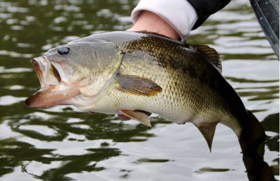 67广东小河道大嘴黑鲈鱼泛滥!钓获千万别放生,也千万别多吃!
