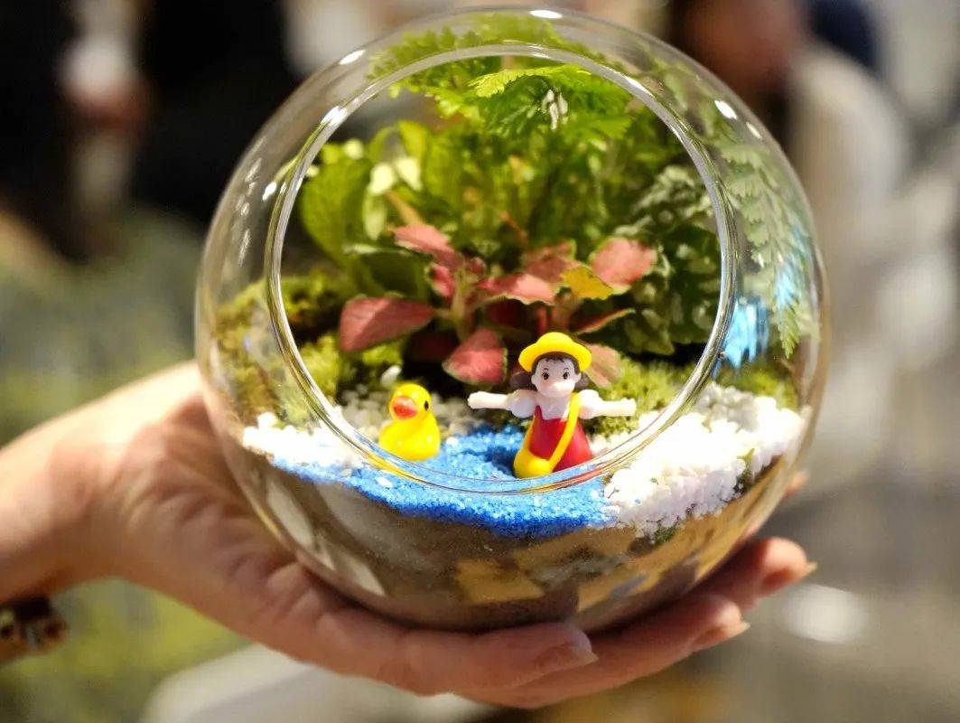 宝能科技园微景观diy活动——打造属于你的一方天地_园区_植物_生活