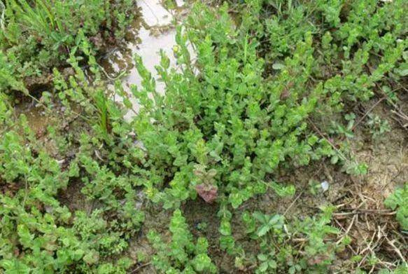 农村田里野草,老农称"斑鸠窝",如今20元一斤,价值珍贵_种植_我国_花卉