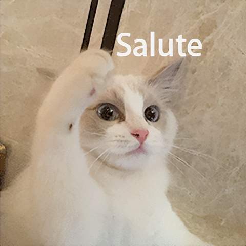 salute猫表情包图片