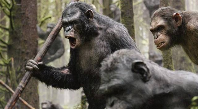 一基因变异猩猩,手指已进化成人类一样,能否持续进化_时间_生命_猴子