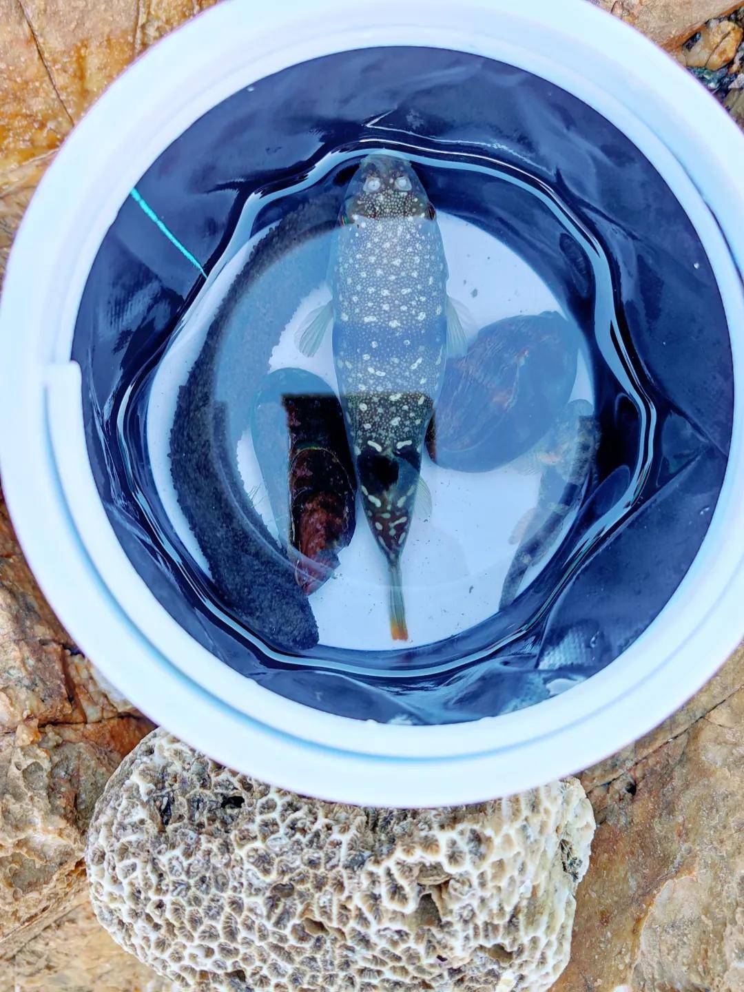 海货非常多,在礁石边就很容易弄到一些石鳖,将军帽,海虹,生蚝,牛角螺