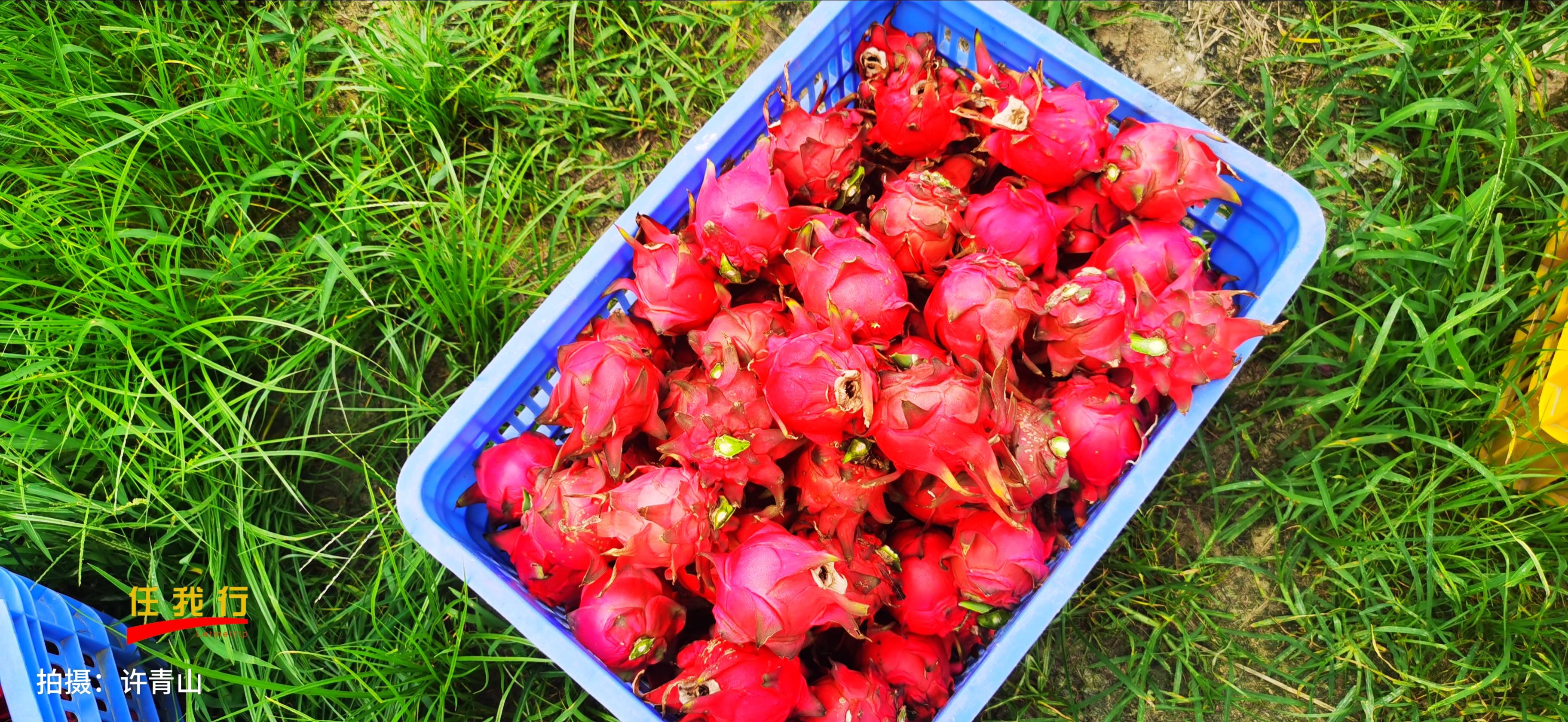 从化美津园农场采摘季节水果