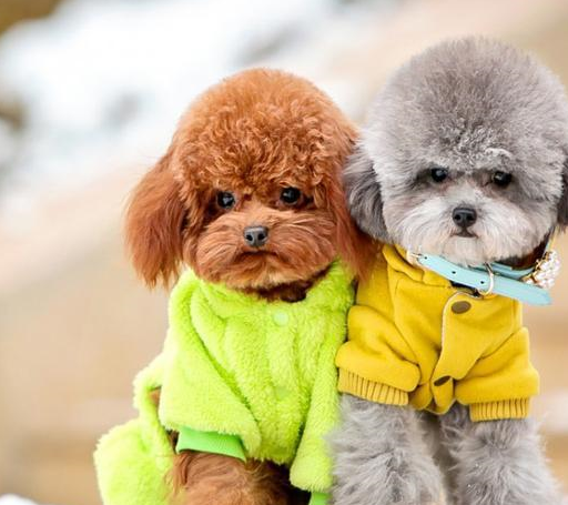 不掉毛好养的小型狗狗排名图片!_白色_重要特点_智商