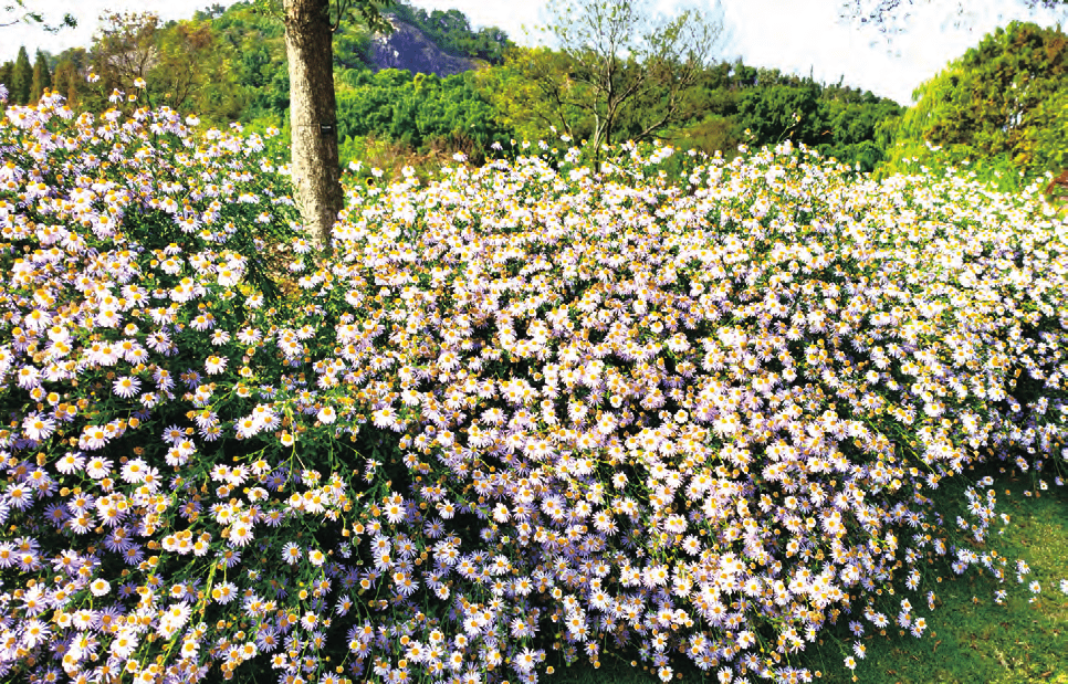 这种地景植物居然是可食用的!快来了解狭叶马兰