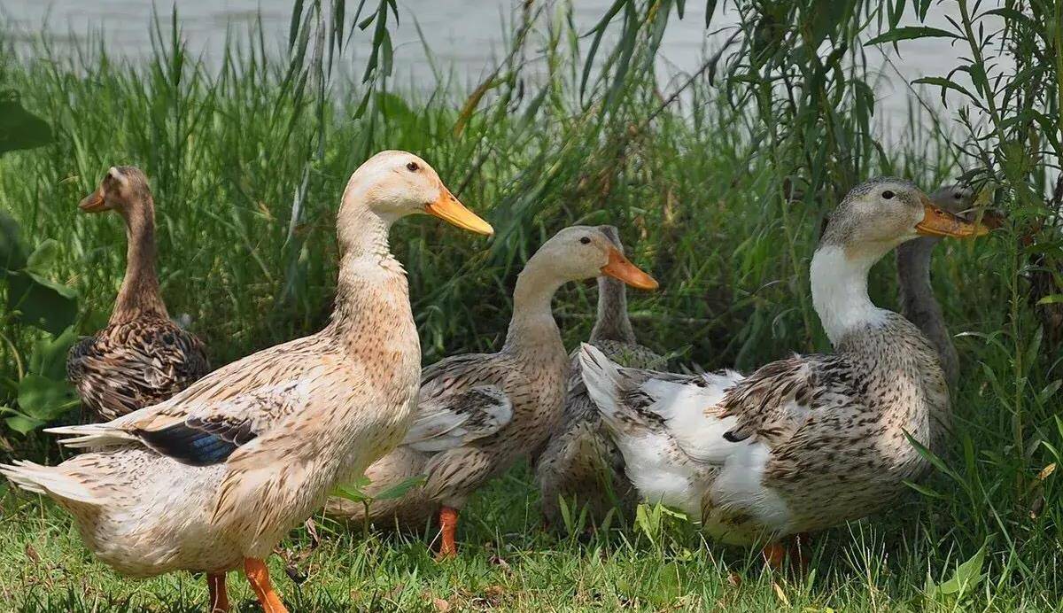 盐水鸭的做法十分简单,难做在调料_鸭子_葱白_酱料