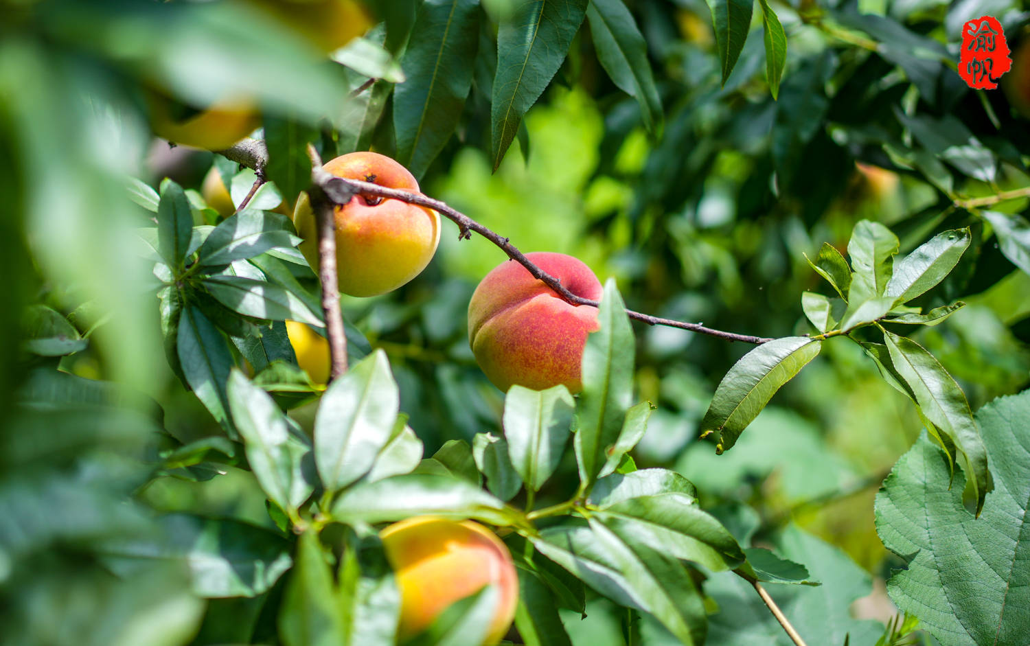 潼南采摘:大仑山的黄桃熟了,果香扑鼻,吃起来还是小时候的味道_全国