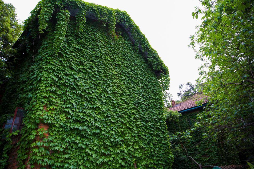 爬山虎会泛滥生长,本身带毒能腐蚀墙体,为何我国种在高架桥上?