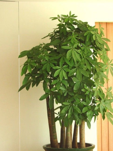 绿萝发财树天一热就打蔫?