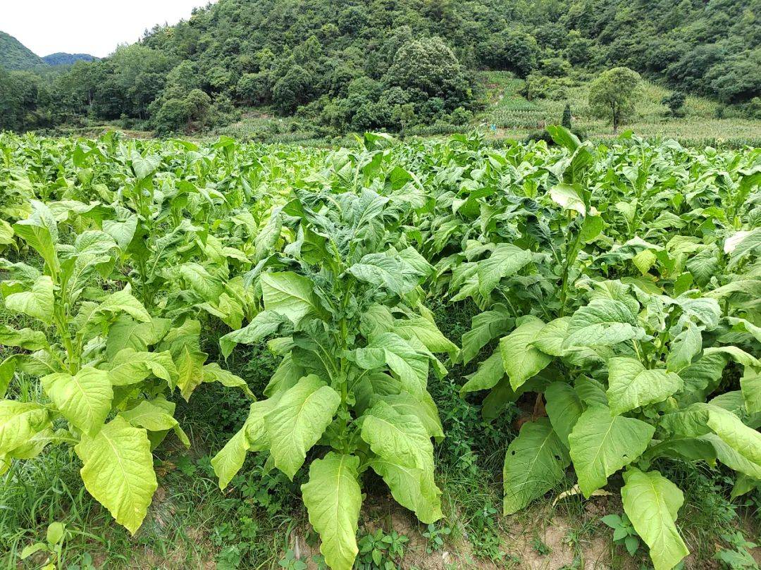 开阳县高寨乡:"金叶"喜丰收 烟农赶"烤"忙_种植_烤烟_烟叶