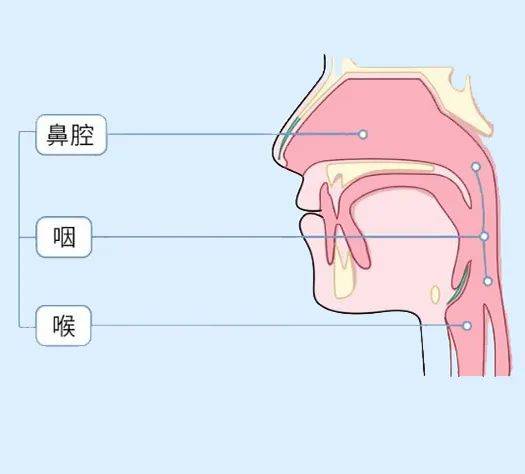 环咽肌 解剖图图片