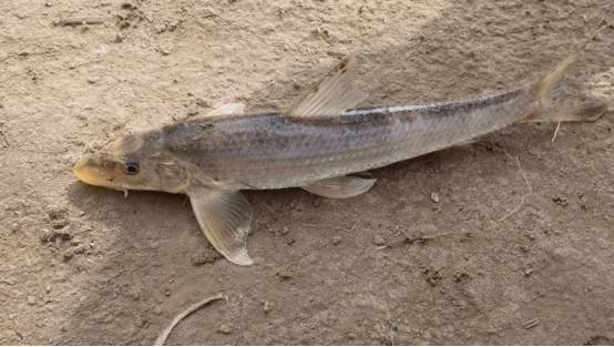 黄河铜鱼现身宁夏吴忠,喝酒的古人都喜欢,网友:我真没有看见过_鸽子