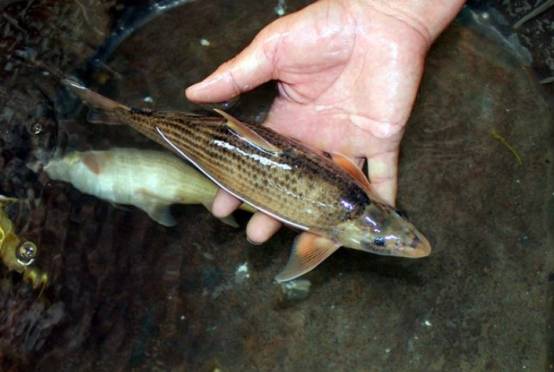 黄河铜鱼现身宁夏吴忠,喝酒的古人都喜欢,网友:我真没有看见过_鸽子