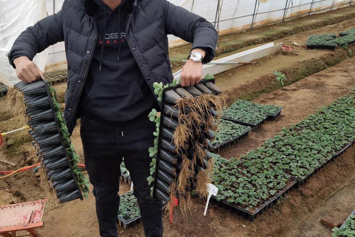草莓苗品种如何选择!畸形果少产量高的妙香7号草莓苗强势登场!