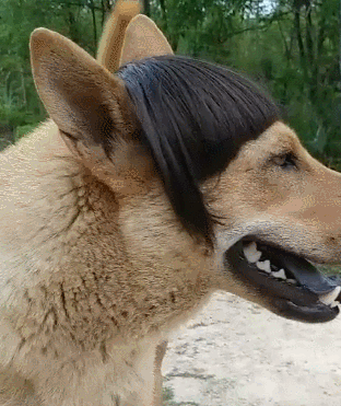 网友:本命年里一条对发型有要求的狗子_宠物_狗狗_生活