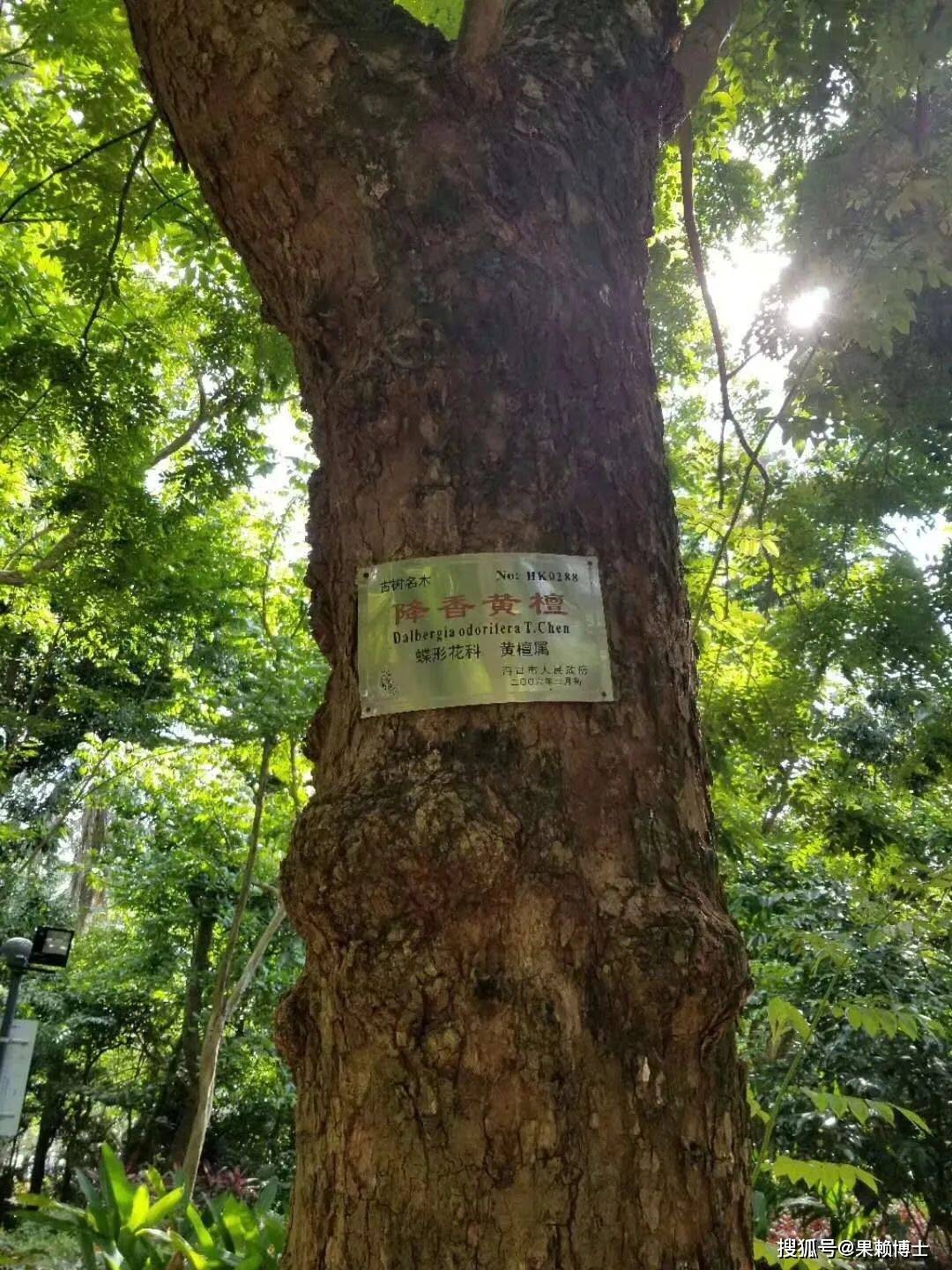 你知道黄花梨是什么木头吗？揭秘这种珍贵的红木材料_手机搜狐网