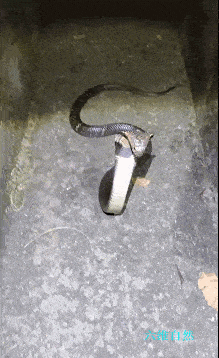 7斤多眼镜王蛇闯入农户家,还居高临下挑衅,眼王的天敌有哪些?