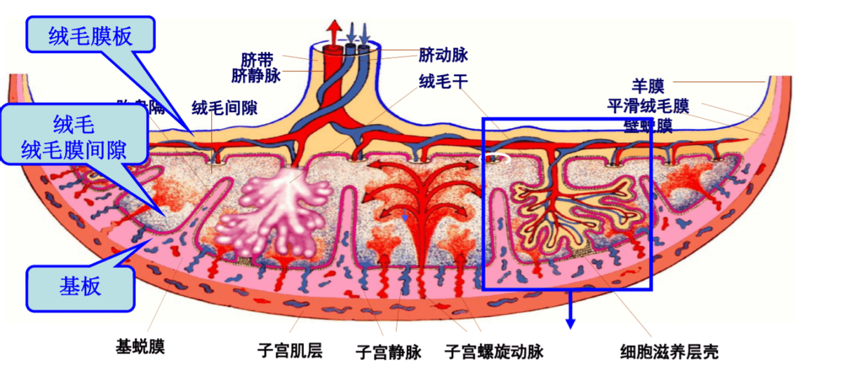 和母亲之间唯一的连接是脐带中的血管,营养通过母体就像打营养液一样