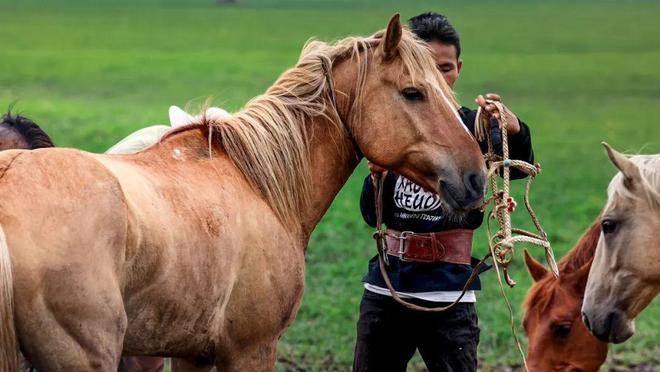 草原宿集:「如果你真想对它好,那就解开缰绳.」_人类_因为_景区