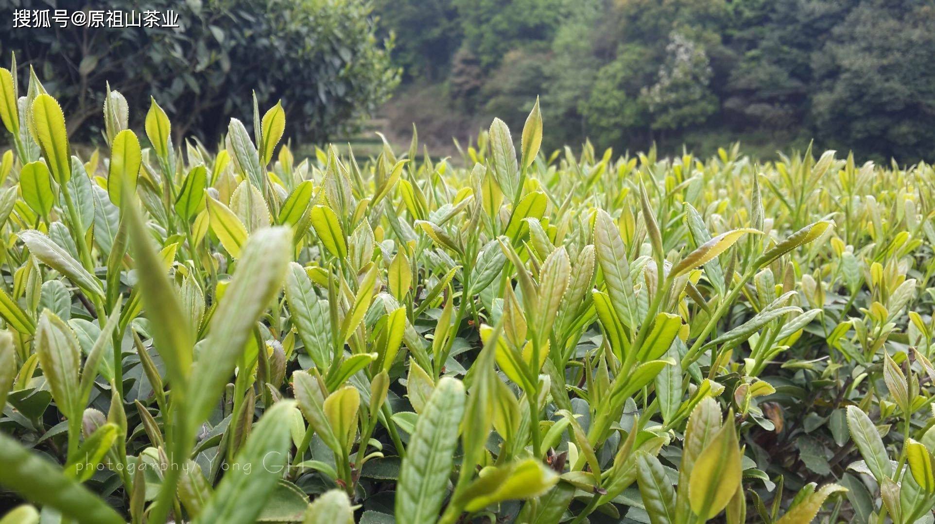 茶叶_茶树_品质