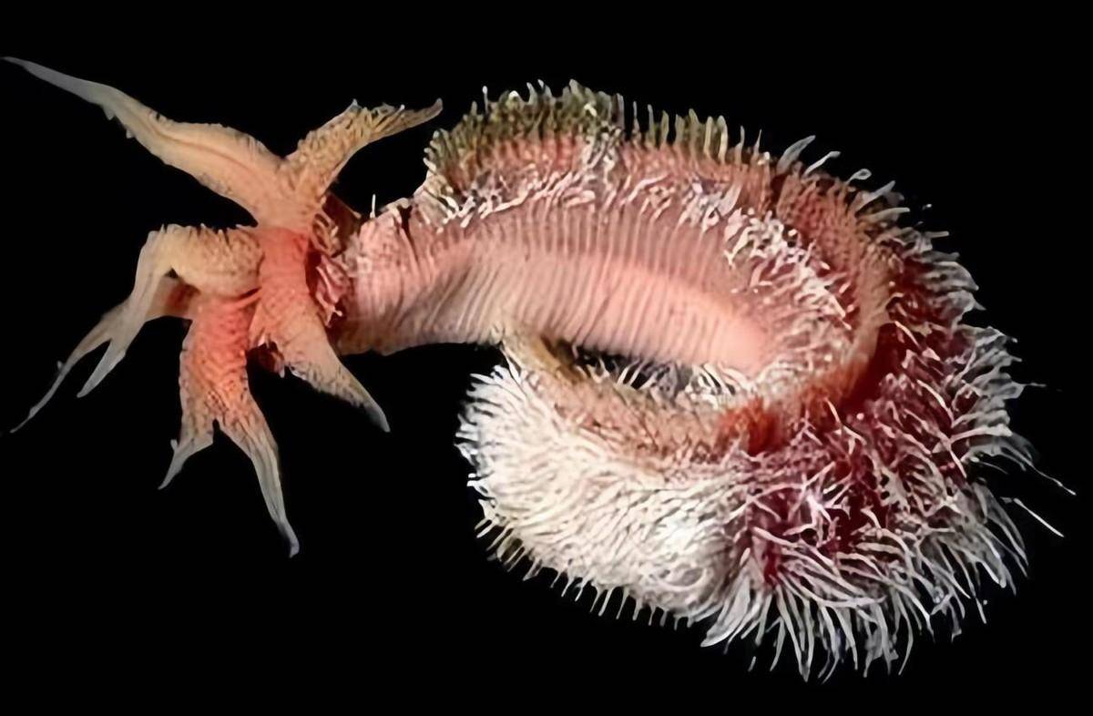 地球上最耐热的动物庞贝蠕虫,把火山当游泳池,科学家惊讶不已!