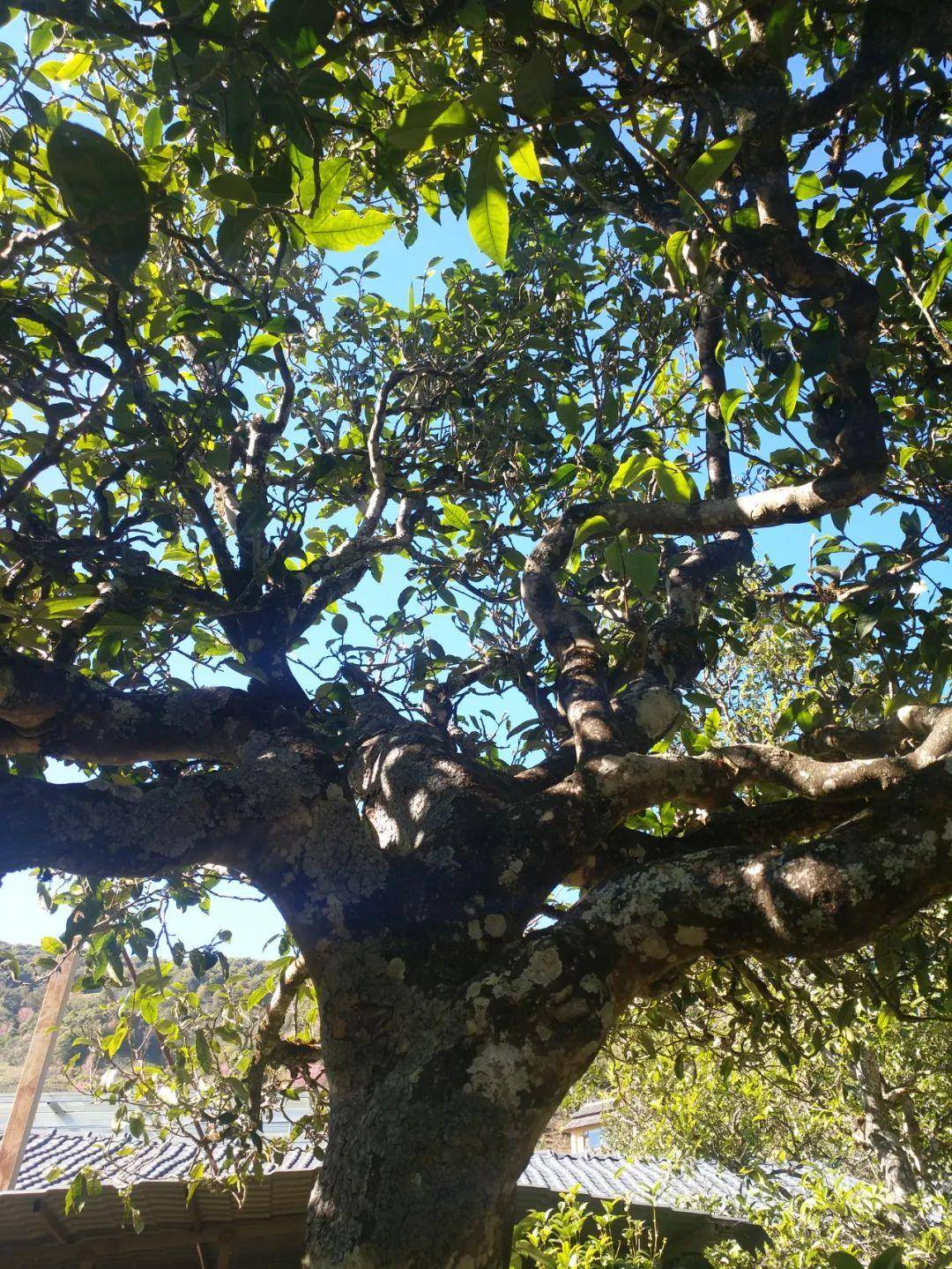 云南| 暑期游临沧 康养茶旅线路_茶山_翁丁村_茶园