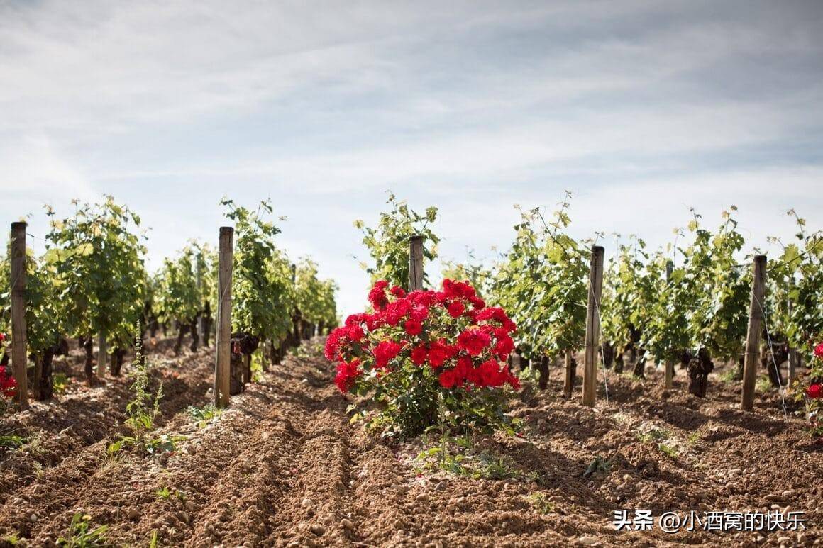 法国波尔多酒庄-马拉帝酒庄(chateau malartic-lagraviere)_家族_葡萄