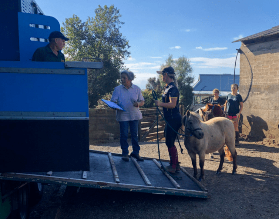 走马落地上海:irt国际马匹运输公司竭诚为中国马主服务_包机_新西兰