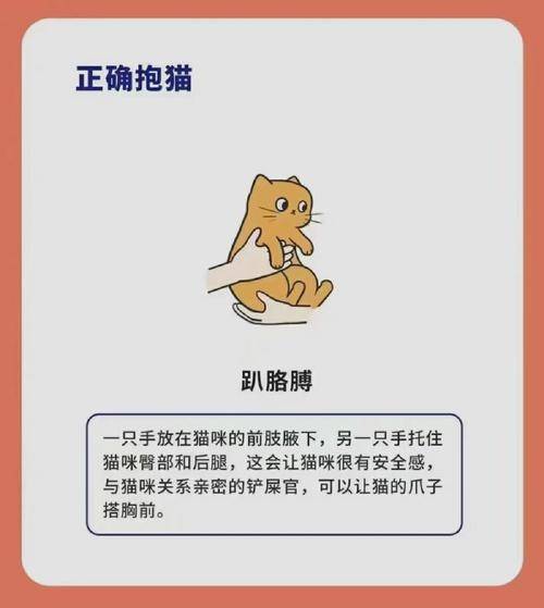 抱猫咪的正确姿势:三种正确的抱猫方式和三种千万不要做的方式_barf_饮食_富迪