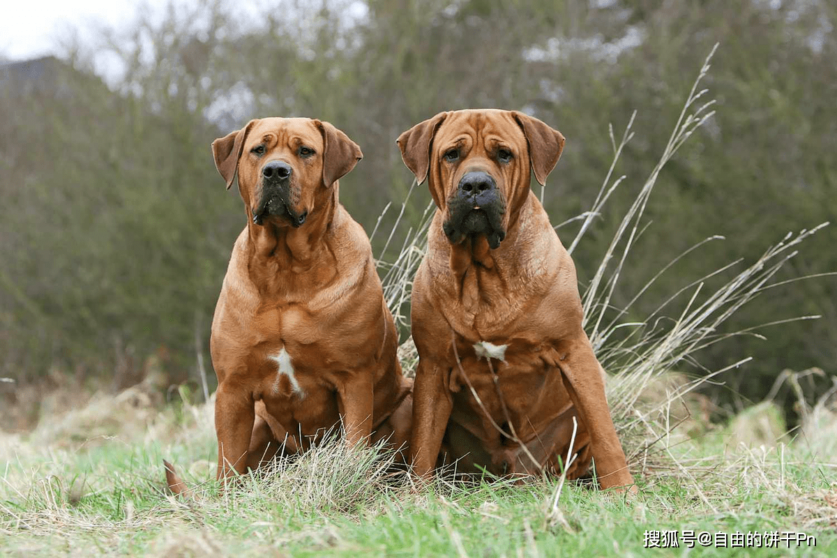 土佐犬图片真实图片