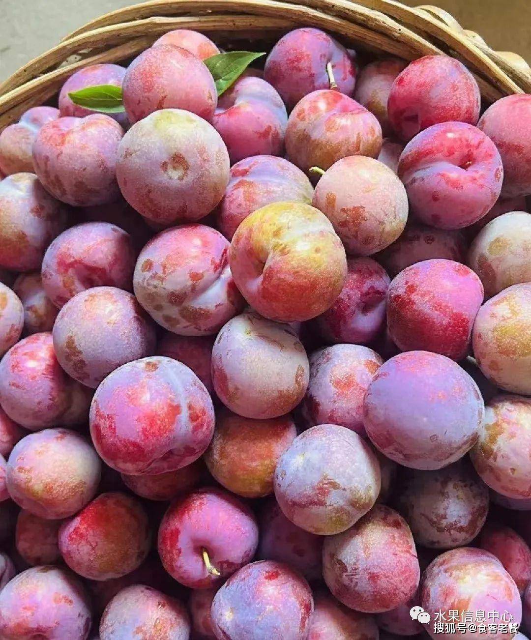 中国李子分布地图_种植_恐龙蛋_新疆