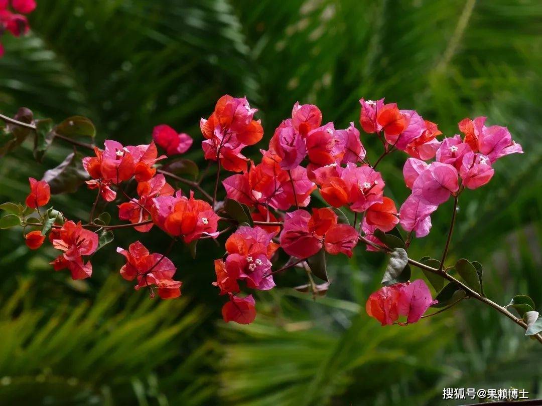 这些植物不仅美观,而且耐阴耐寒!_梅花_竹子_种植