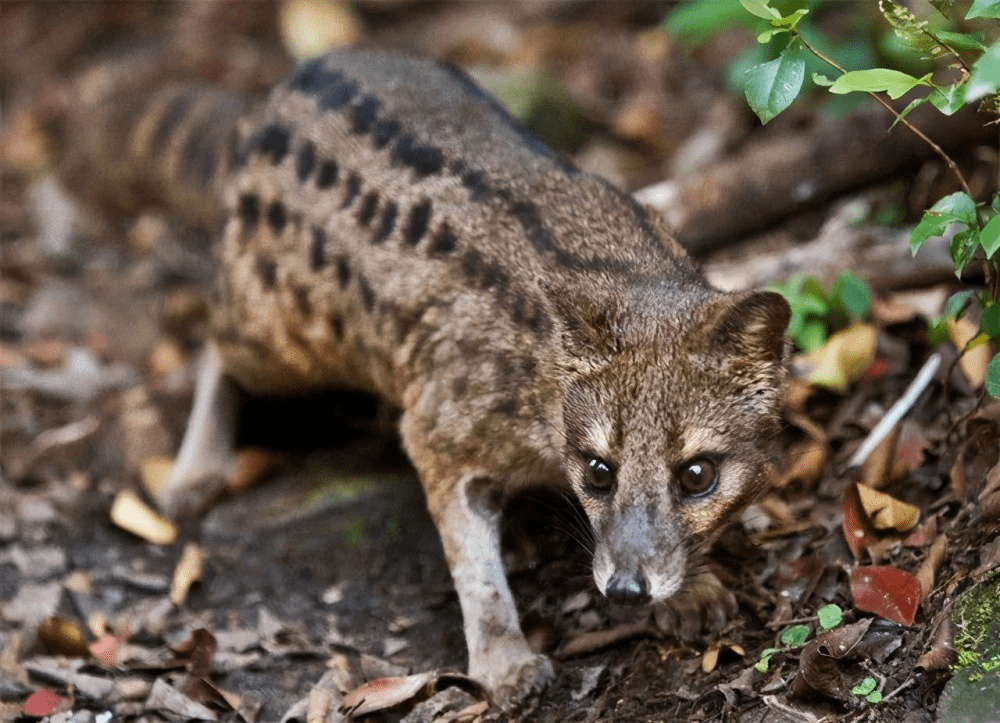 八小时交配:马岛缟狸的惊人之谜揭秘!_繁殖_竞争_保护