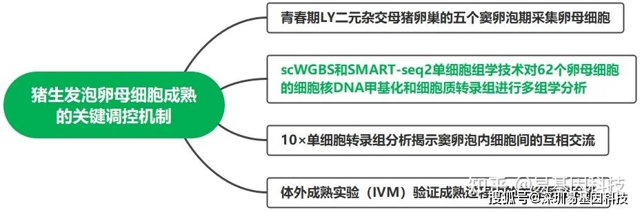 易基因：单细胞DNA甲基化揭示猪生发泡卵母细胞成熟的关键调控机制_研究_卵泡_分析