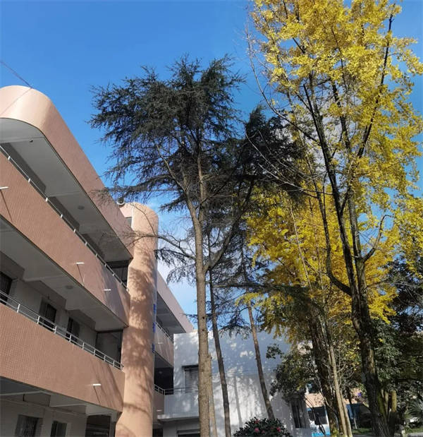双流区彭镇初级中学招聘啦_岗位_方式_成都市