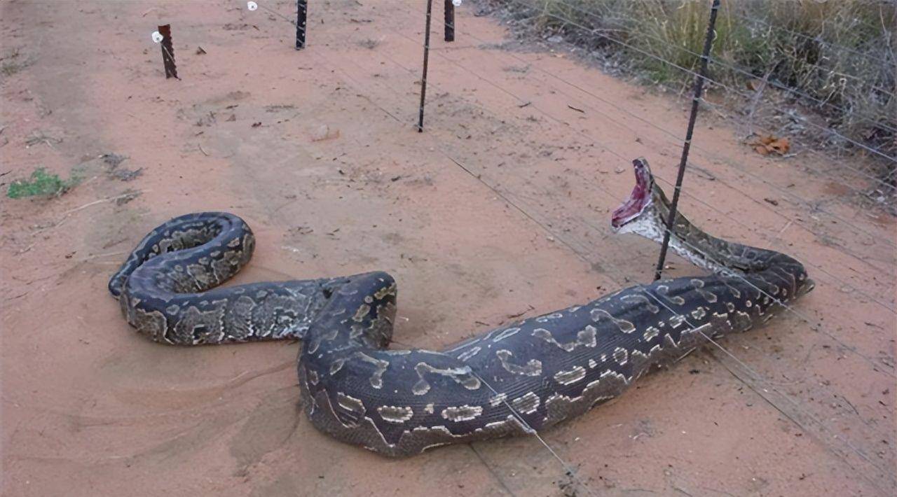 云南老农救下受伤蟒蛇,老农逝世后蟒蛇却将他全家咬死,啥情况?