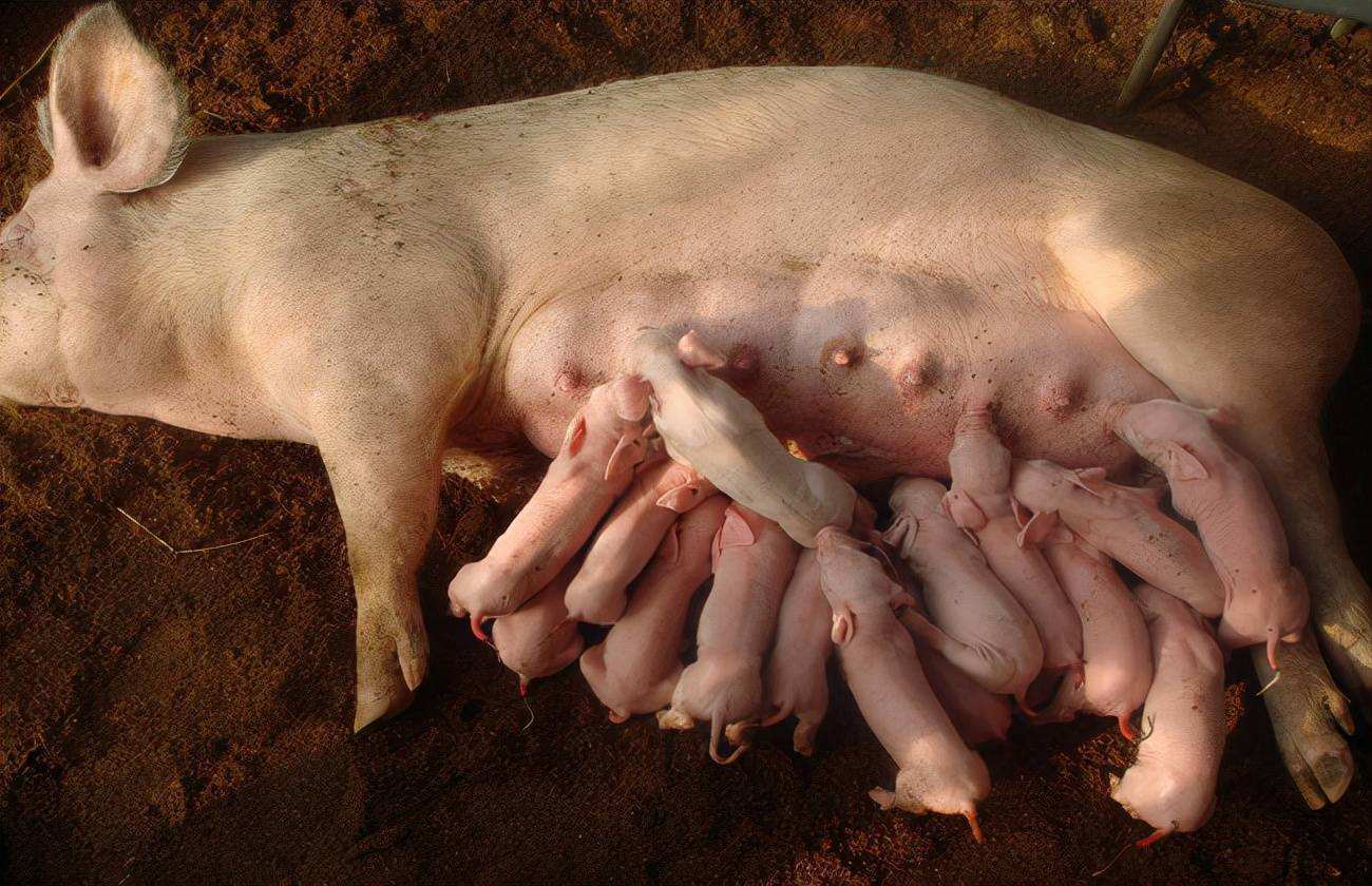 母猪没奶水怎么办?解决方法在这里_乳房_营养_环境