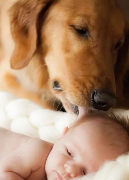 狗狗与萌娃,超治愈组合!_守护_爸妈_朋友