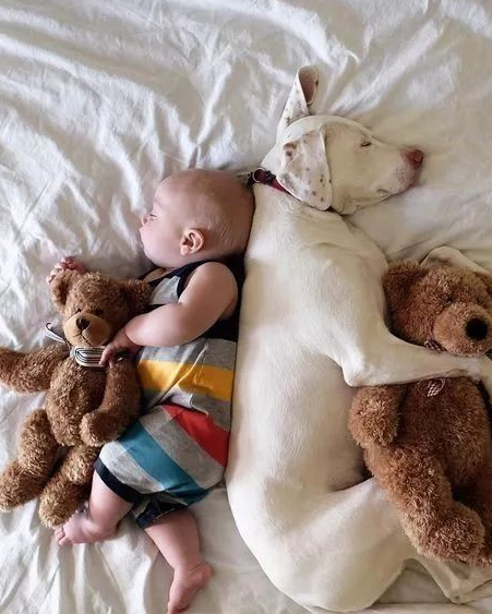 狗狗与萌娃,超治愈组合!_守护_爸妈_朋友