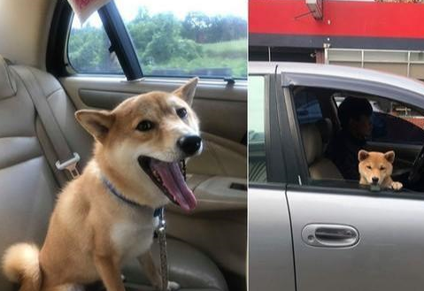 柴犬听到"安全帽"立马精神,以为出去散步,谁家狗狗又成精了_主人_反应