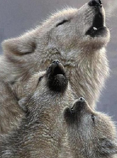 狼爸爸带着小狼崽:来,宝贝儿们,跟着爹一起嗷呜嗷呜嗷呜~那么动物界带