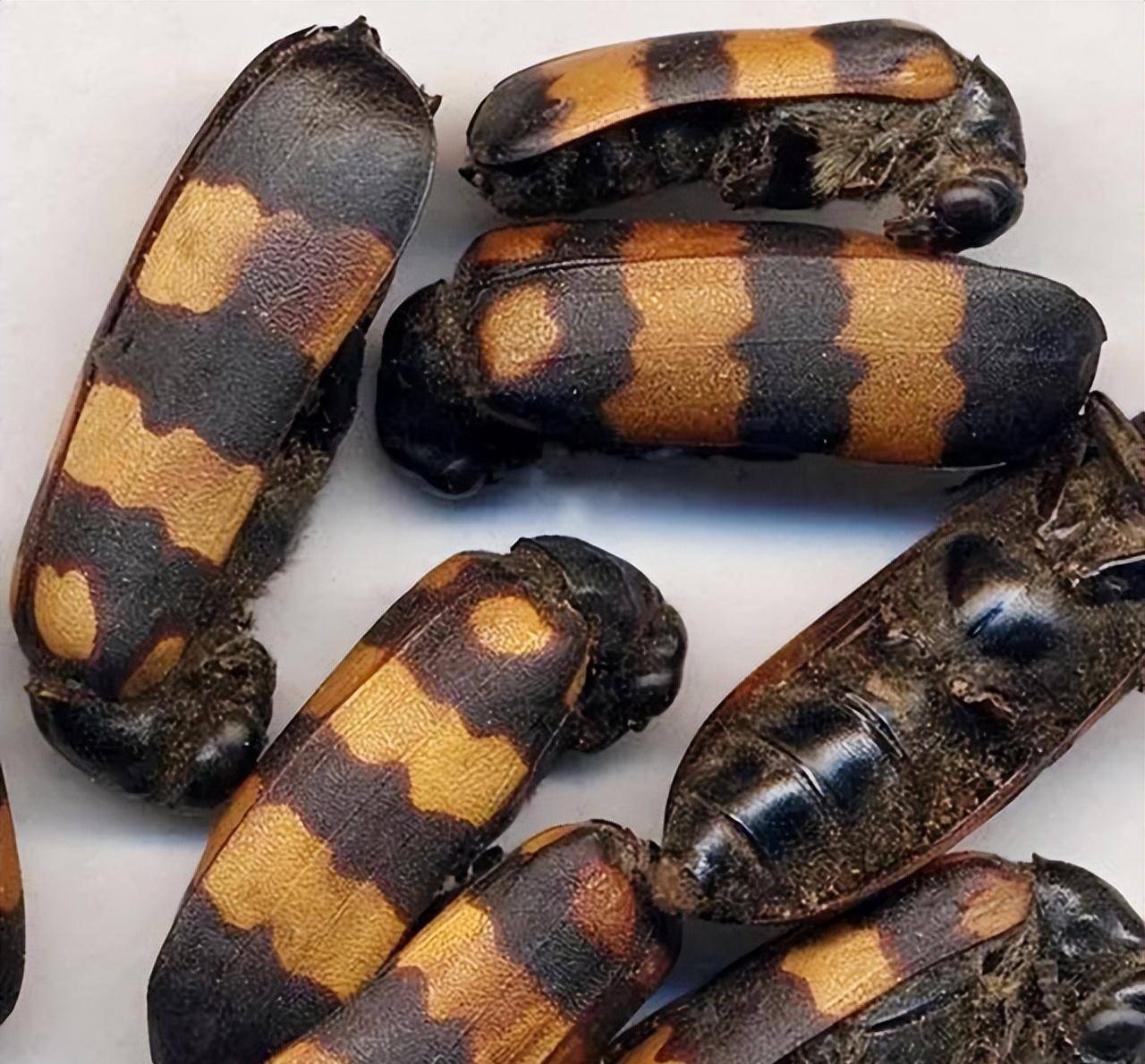 鹤顶红被叫作毒药之王,毒性究竟有多强?